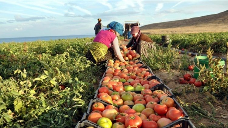 مصر تضرب رقمًا قياسيًا جديدًا في الصادرات الزراعية