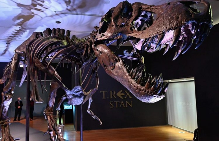 علماء الحفريات يحددون أنواعا جديدة من الديناصور طويل العنق