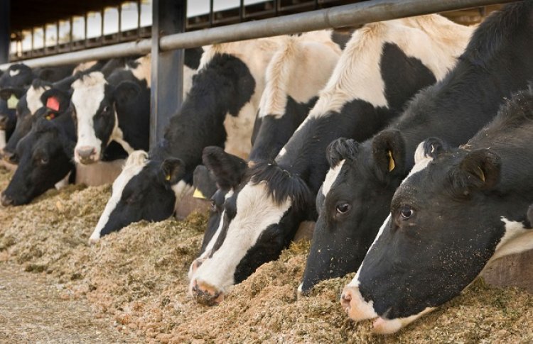 انخفاض عالمي في أسعار لحوم الماشية والخنازير