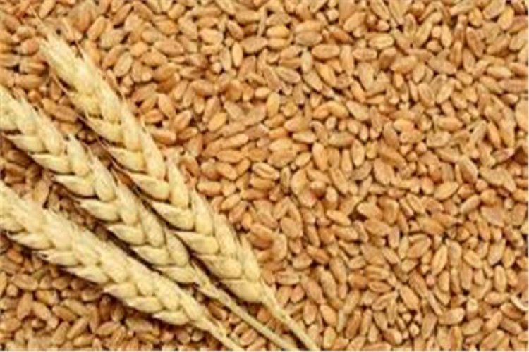ارتفاع أسعار القمح وفول الصويا وانخفاض الذرة والأرز عالميا