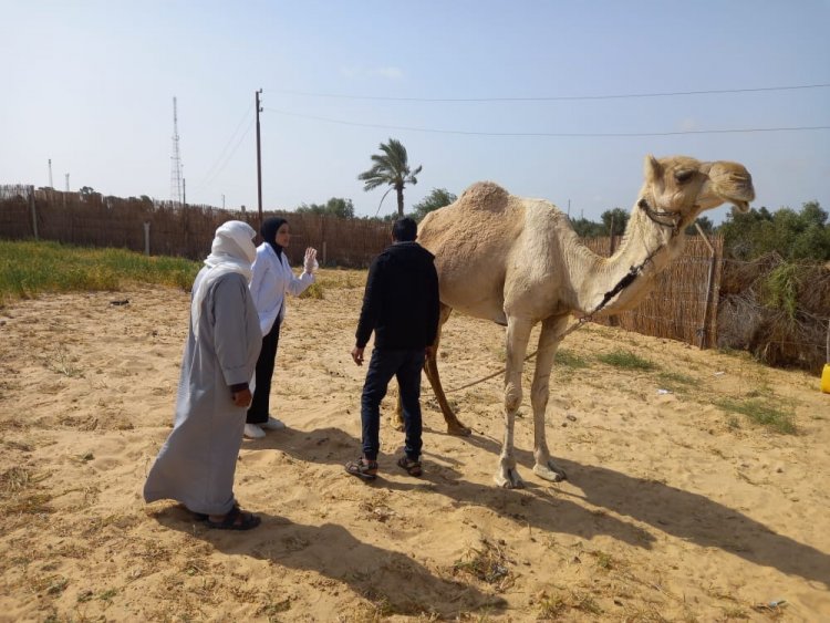 «بحوث الصحراء» ينظم قافلة مجانية لحماية الثروة الحيوانية بشمال سيناء