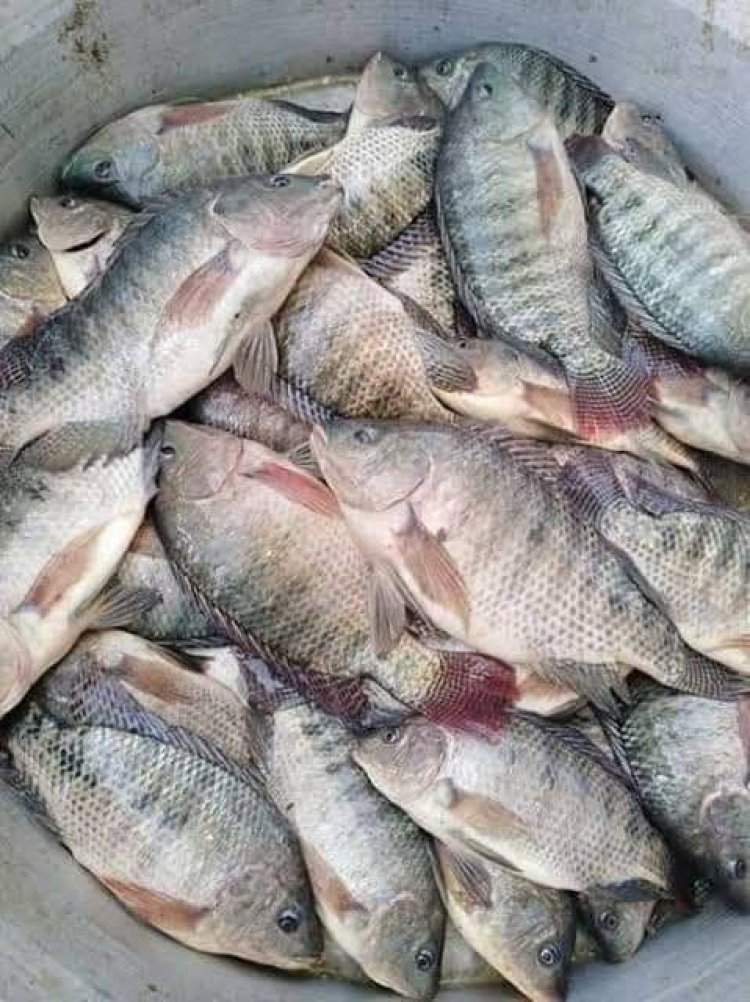 استقرار أسعار الأسماك في سوق العبور