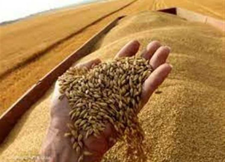التموين تستعد لاستقبال موسم توريد القمح المحلي.. «شراء 5 ملايين طن من المزارعين»