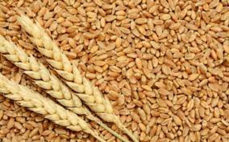 أوكرانيا  توقف تصدير القمح والحبوب  بسبب الحرب