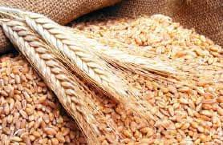 المالية: توفير 1.1 مليار جنيه «دفعة مقدمة» لشراء القمح المحلي من المزارعين