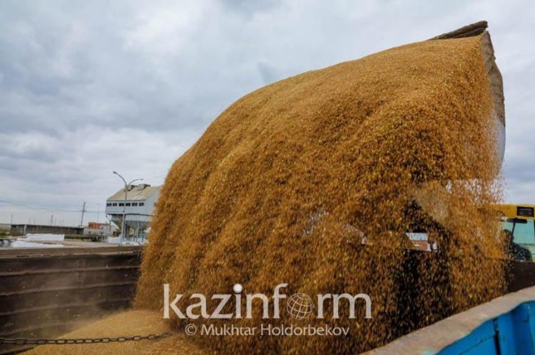 كازخستان تكشف عن كميات القمح الموجهة للتصدير
