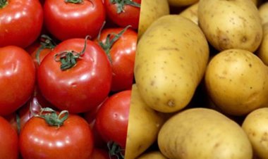 رئيس شعبة الخضراوات: جهود الدولة  كلمة السر وراء انخفاض أسعار البطاطس والطماطم اليوم (خاص)