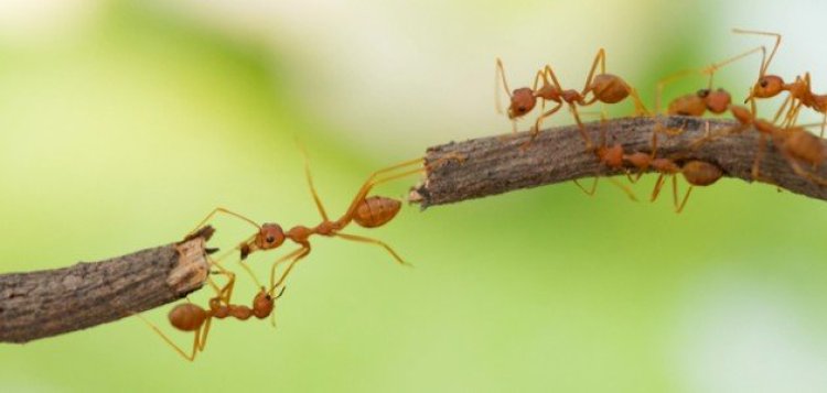 العلماء يتوصلون لقدرات النمل المذهلة.. «يكشف الأورام السرطانية»