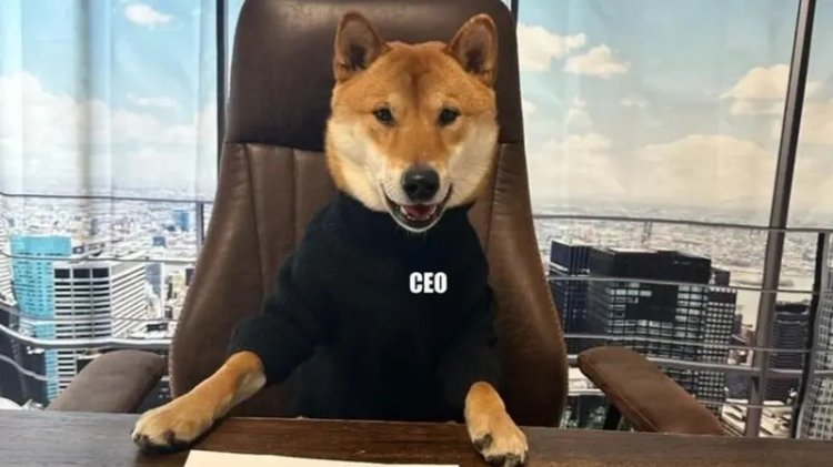 كلب الملياردير».. إيلون ماسك يعين «فلوكي» في منصب المدير التنفيذي لـ «تويتر»  - موقع العاصمة