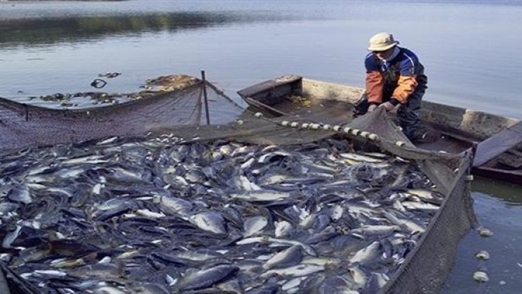 محاكمة مسؤول سابق ومستشار بـ«الزراعة»  بسبب عقود «صيد التونة»