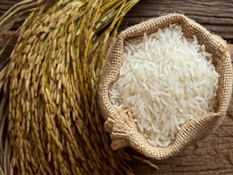 سعر الأرز الشعير الآن 2023