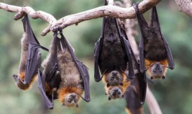 إنتاج خلايا الخفافيش الجذعية.. لديها مناعة قوية ضد الفيروسات