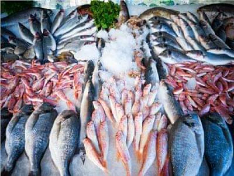ننشر أسعار الأسماك بيع وشراء سابع  يوم رمضان