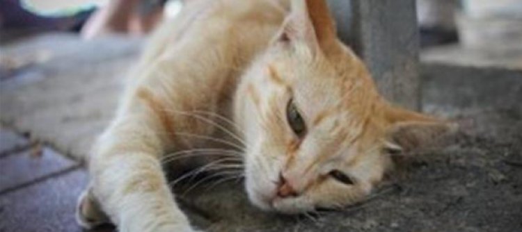 «ألقاها عمدًا أمام سيارة»..  الحبس 6 أشهر لعامل بتهمة قتل قطة في القاهرة