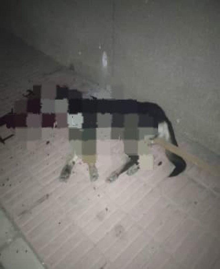 محام  يعلق على واقعة قتل أمن جامعة الأزهر بنات لكلب شارع (خاص)
