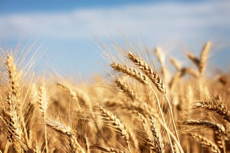 تحذير عاجل من مركز المناخ للمزارعين بشأن ري القمح بعد 8 مساءً
