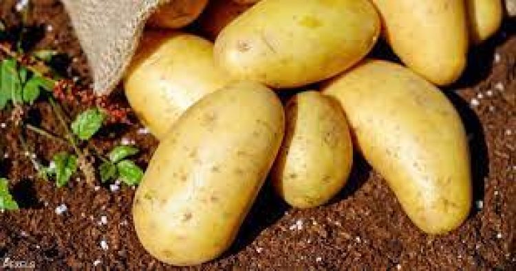 الكيلو بـ 6.5 جنيه.. أسعار البطاطس اليوم في سوق العبور