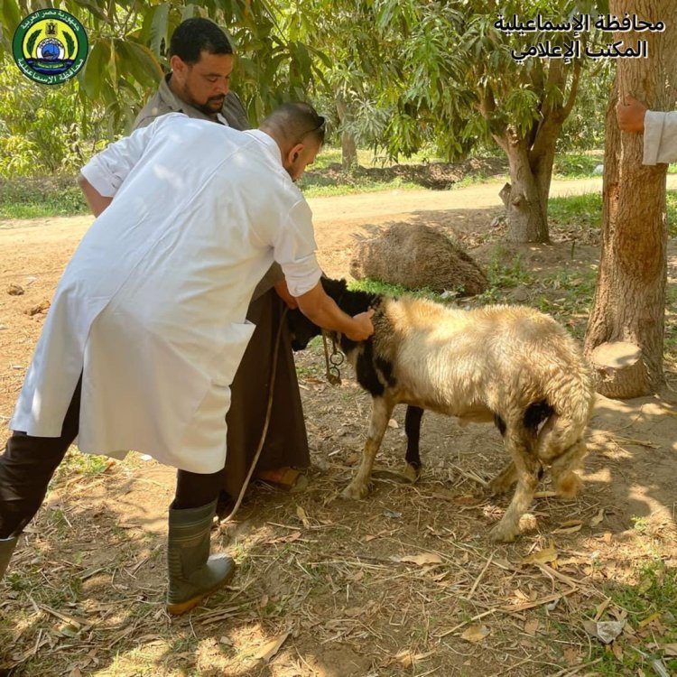 استمرار  القوافل البيطرية لعلاج رؤوس الماشية والدواجن ضد الأمراض في الإسماعيلية