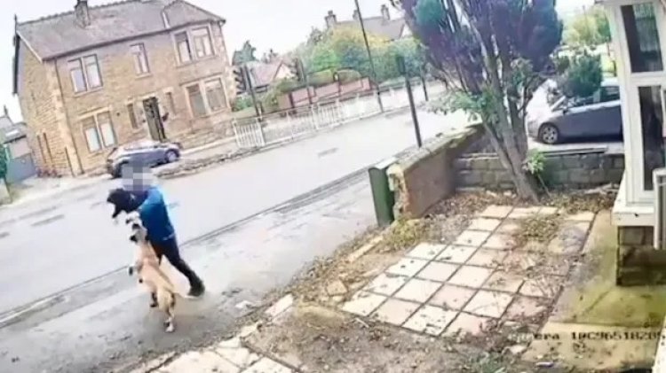 هجوم كلب Bullmastiff علي رجل في الشارع يُثير الجدل