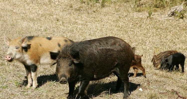 الخنازير الخارقة تشكل خطرًا في كندا