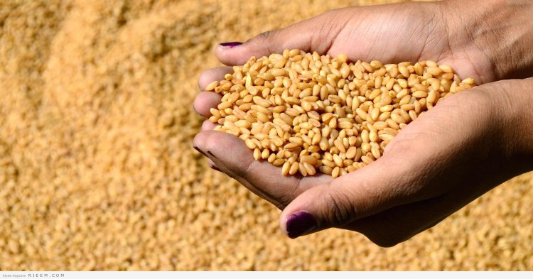 رئيس بورصة السلع يعلن ارتفاع احتياطي مصر من القمح إلى 6 أشهر