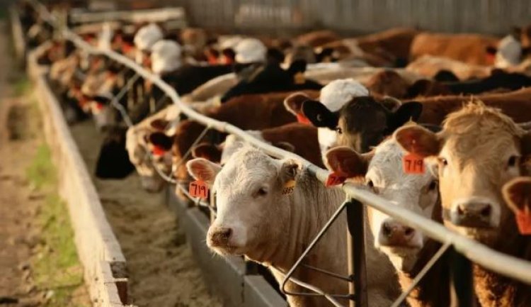 التعبئة والإحصاء: 10٪ زيادة في أعداد رؤوس الماشية عام 2022           
