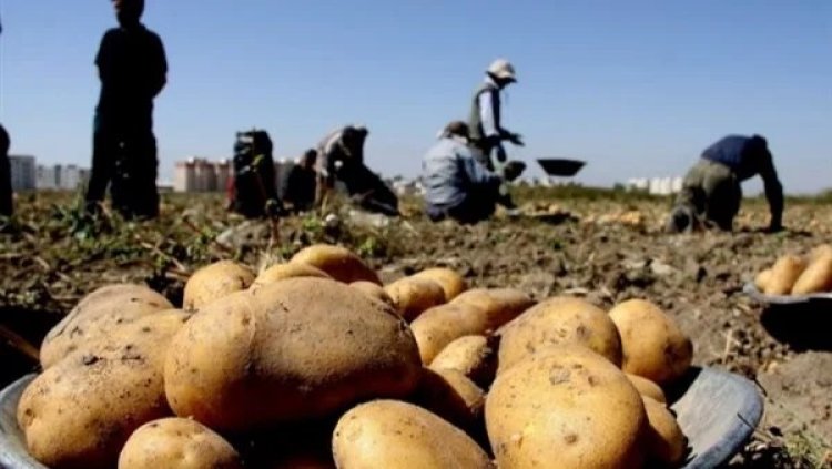 سعر الطن وصل لـ 50 ألف جنيه.. تحرك برلماني بسبب تصاعد أسعار تقاوي البطاطس