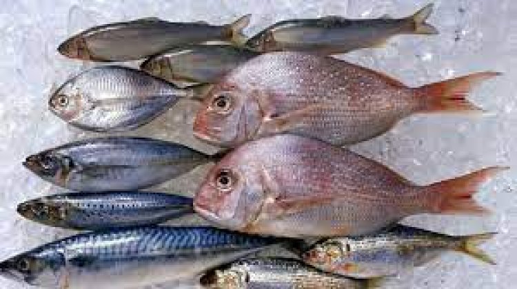 «ازاي تعرفي السمك الطازة».. نصائح لضمان تحضير وجبة سمك صحية وشهية