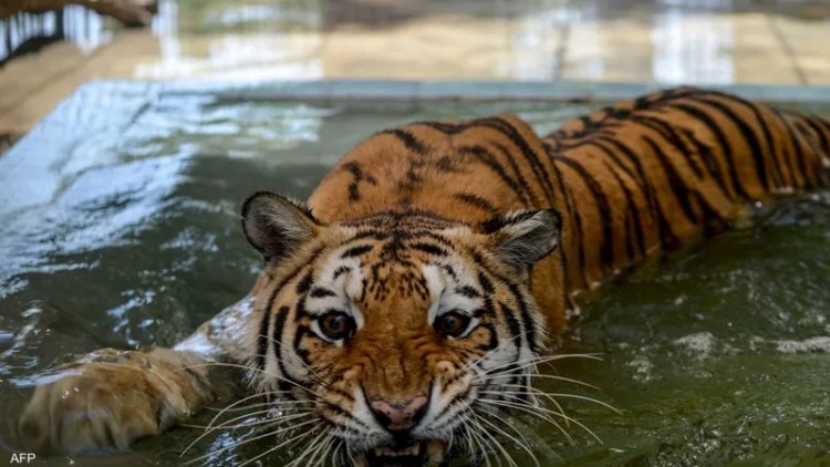 بعد هجوم النمور.. إغلاق حديقة الحيوانات في باكستان