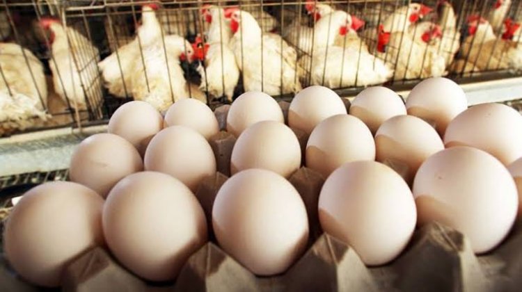 استقرار أسعار الدواجن وانخفاض البيض اليوم الخميس 9 مايو