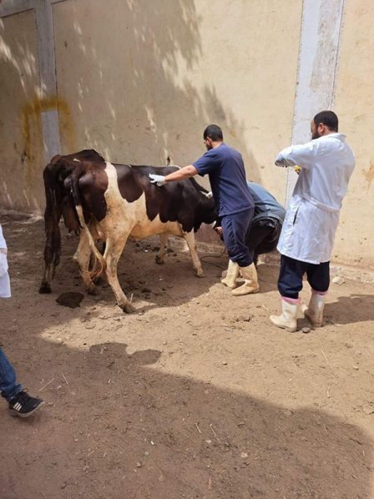 اطلاق حملة قوافل بيطرية لعلاج مواشي صغار المربين مجانا في محافظة سوهاج