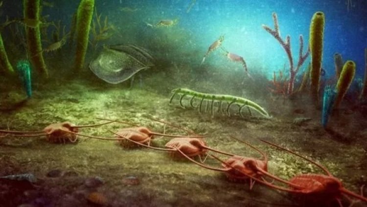 اكتشاف موقع حفريات استثنائي.. كابريير بيوتا وسجل الحياة البحرية قبل 470 مليون سنة