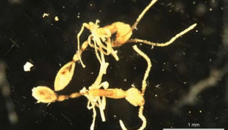 اكتشاف نوع جديد من النمل يثير التساؤلات.. لماذا تم تسميته بـاسم ساحر «هاري بوتر» الشرير؟