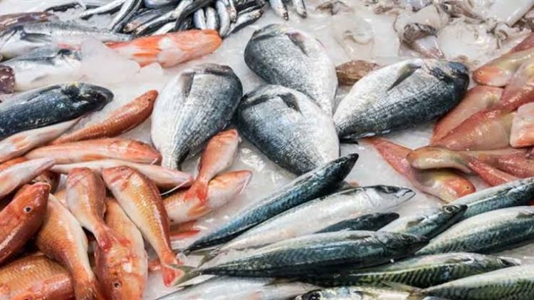 رئيس شعبة الأسماك بـ«تجارية الإسماعيلية» يعلن انخفاض الأسعار 30 %