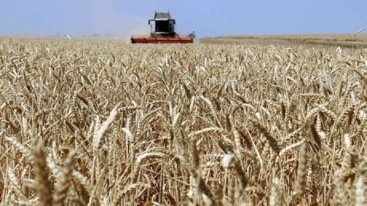 بسبب الظروف الجوية الصعبة.. ارتفاع أسعار تصدير القمح الروسي